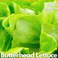 Hydroponic Butterhead 1kg (Wholesales price)