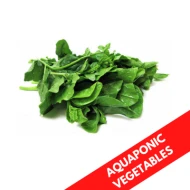 MALABAR SPINACH AQUAPONIC