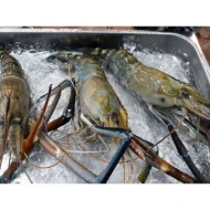 Scampi   Udang Galah (per pc)