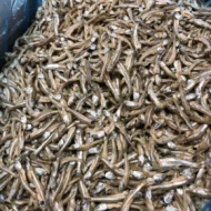 IKAN BILIS SEDERHANA/ DRIED ANCHOVIES (H21)12KG (10 Units Per Carton)