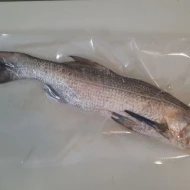 [Pre-order] Ikan Kurau