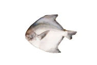 Chinese Pomfret (300g-390g) Sold by piece