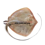MY FISHMAN Stingray   Ikan Pari (Sold per KG)