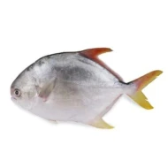 Golden Pomfret 400g