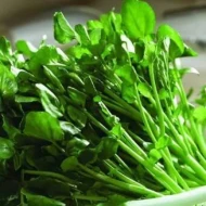 Watercress   Selada Air