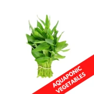 WATERCRESS AQUAPONIC
