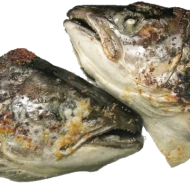 Salmon Head