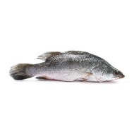 Siakap Fish (600g-800g)