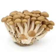 Brown Shimeji Mushroom Packet