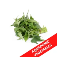 SWEET POTATO LEAF AQUAPONIC
