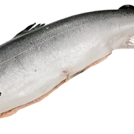 Whole Salmon