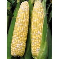 Mutiara Corn   Jagung Mutiara per pc