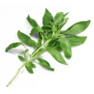Italian Sweet Basil (100g)