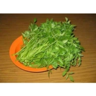 Selom Leaves, Daun Selom (sold per kg)