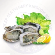 Half Shell Oyster 6cm-8cm (Sold Per Dozen)